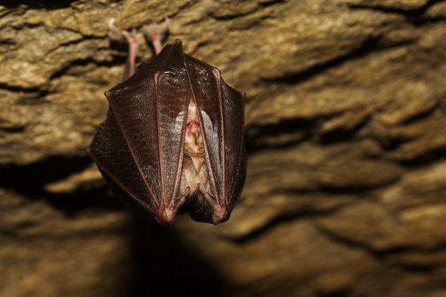 Rhinolophus ferrumequinum?
